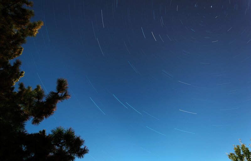 Star trails over pine trees