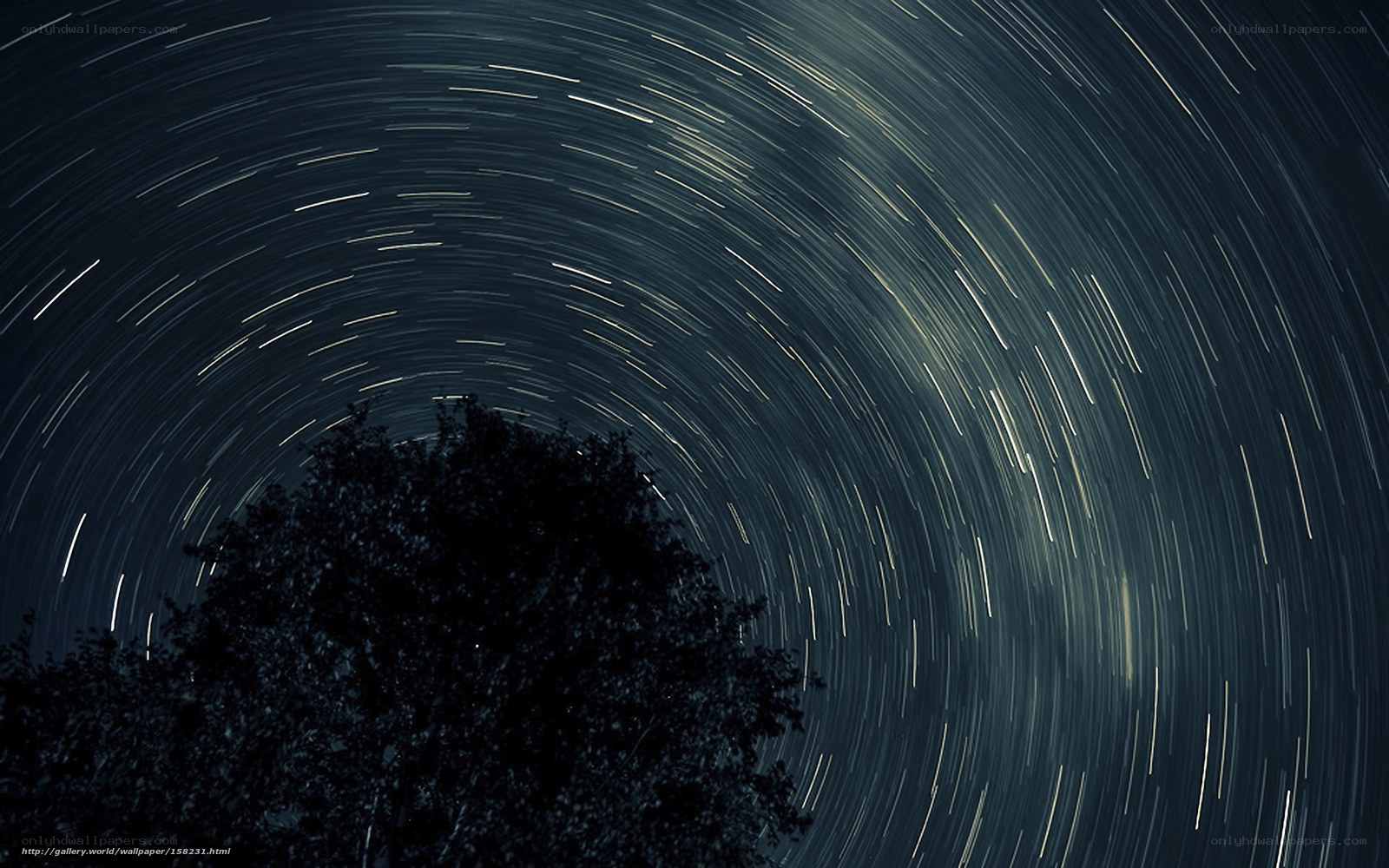 Star trails over tree silhouette