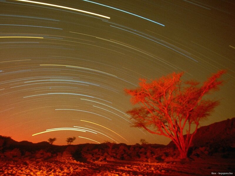 Star Trails over Tree