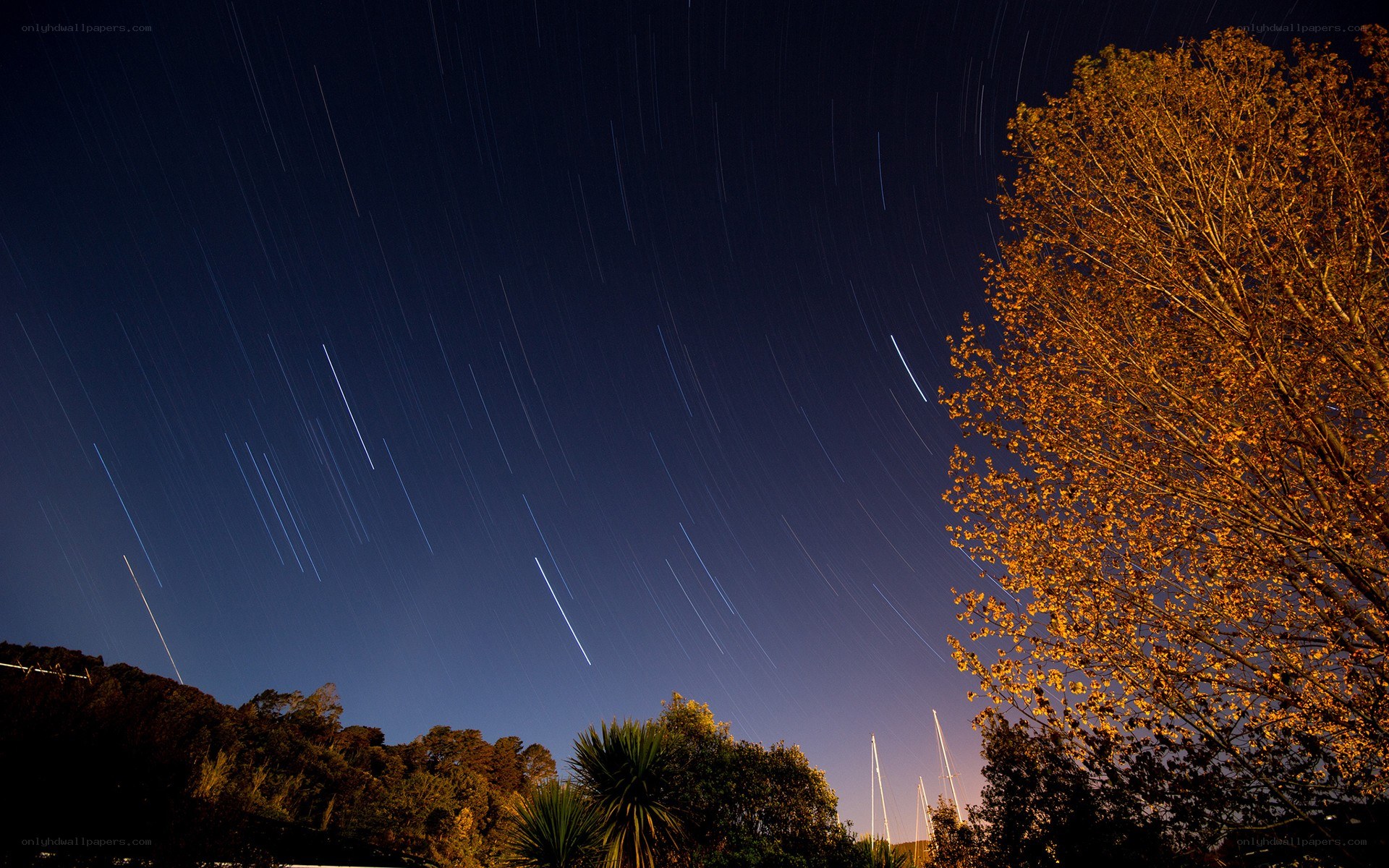 Star trails over trees at night