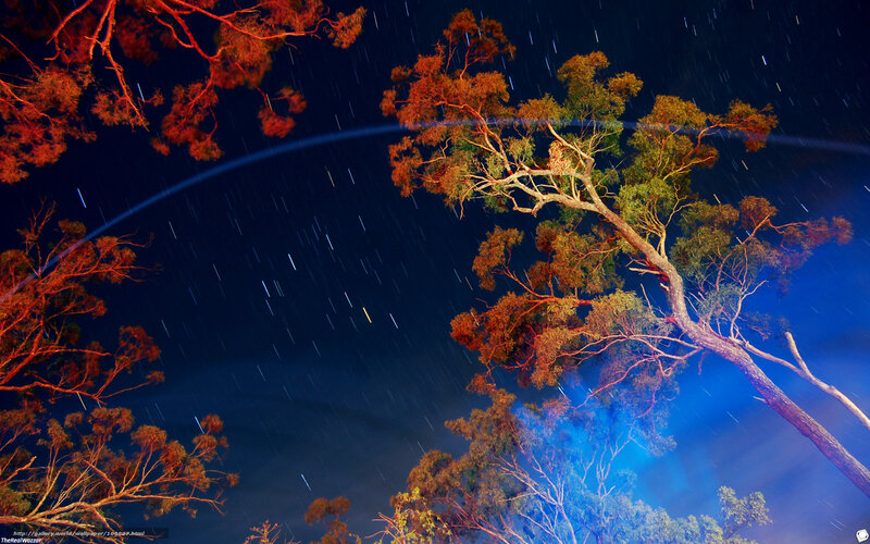 Star trails over trees at night