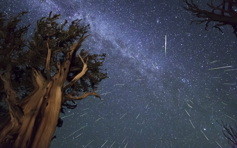 Star Trails over Trees