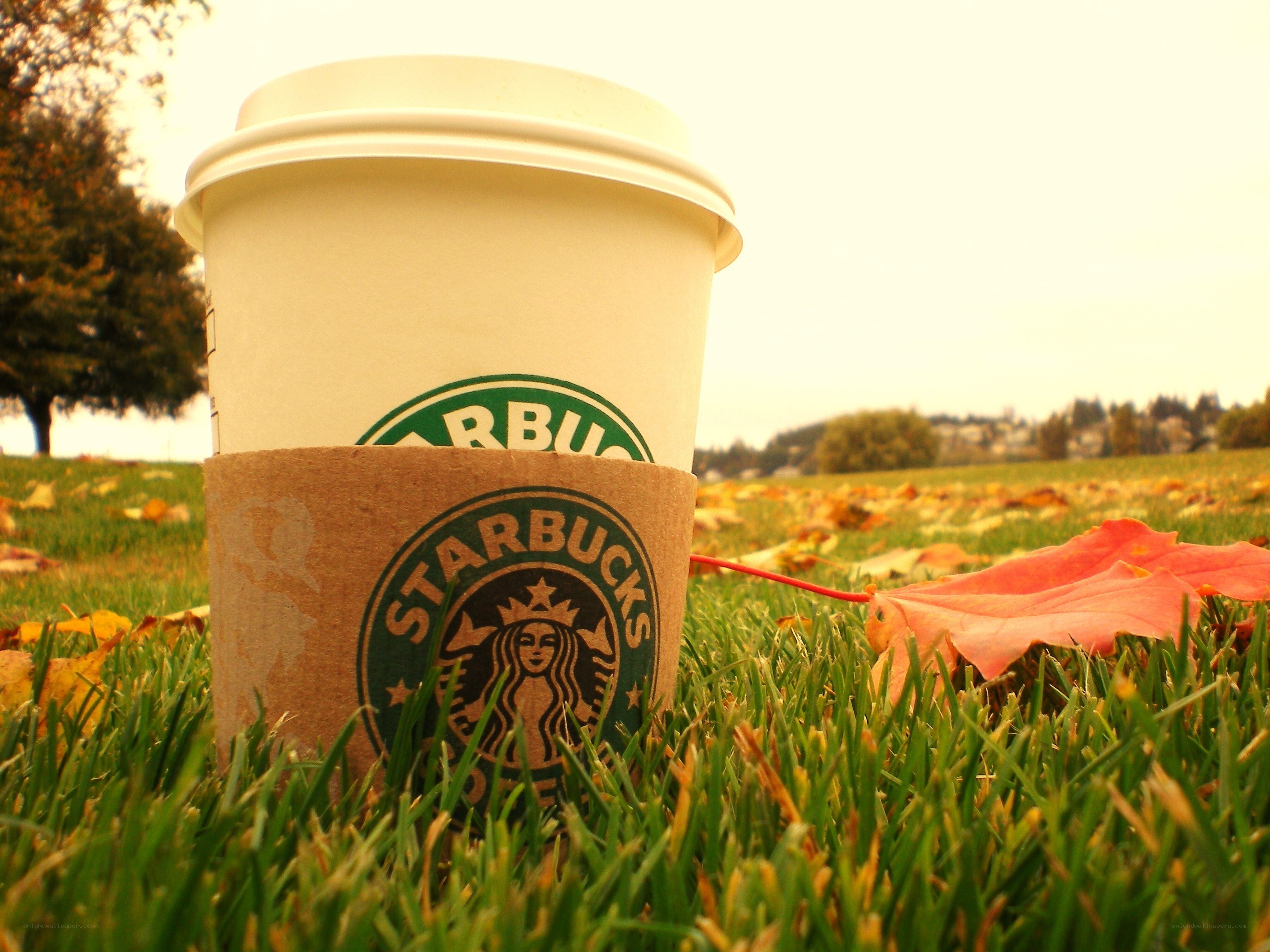 Starbucks cup in autumn grass