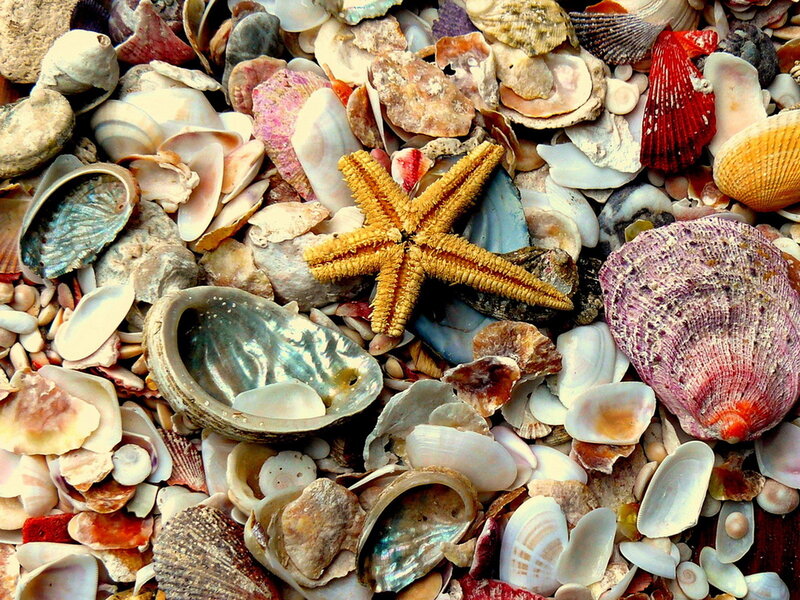 Starfish Among Seashells