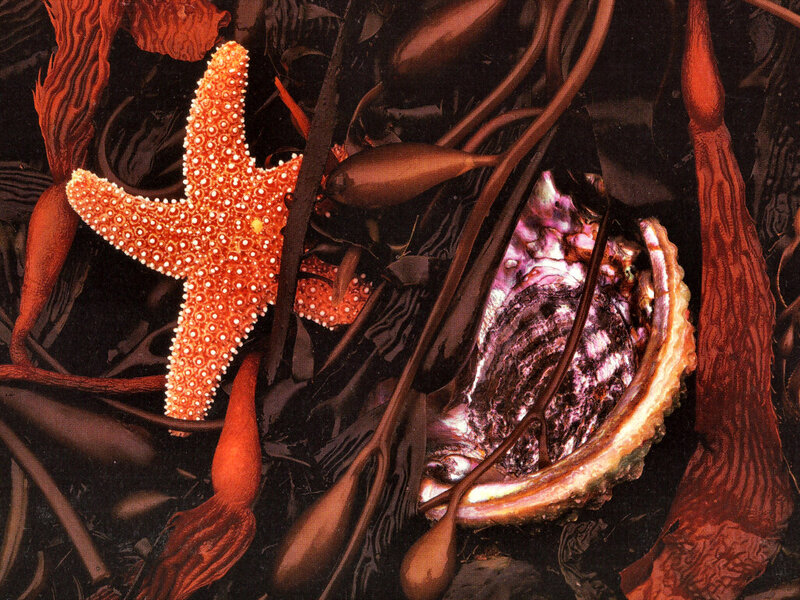 Starfish and Abalone