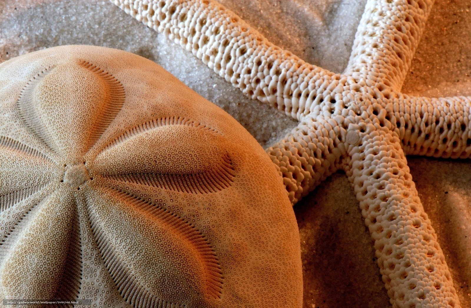 starfish and sand dollar close-up
