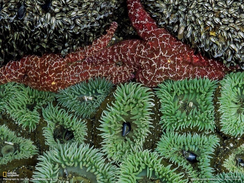 starfish and sea anemones in tide pool