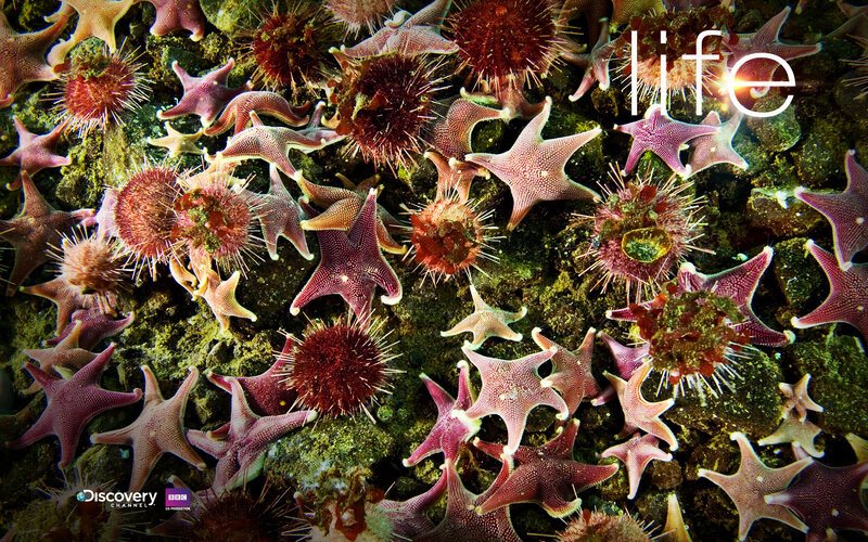 Starfish and sea urchins on seafloor