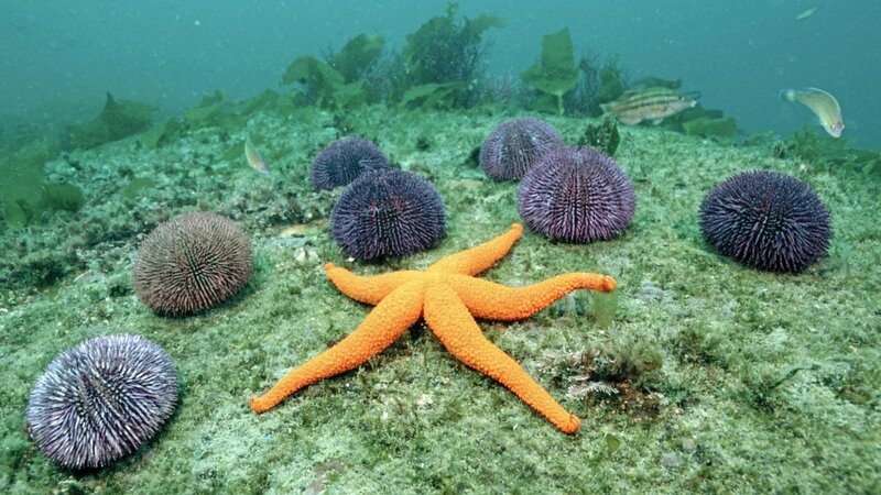 Starfish and sea urchins underwater