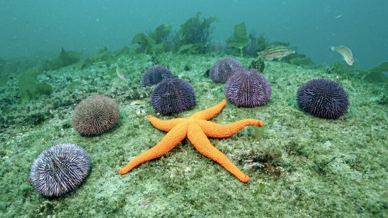 Starfish and sea urchins underwater