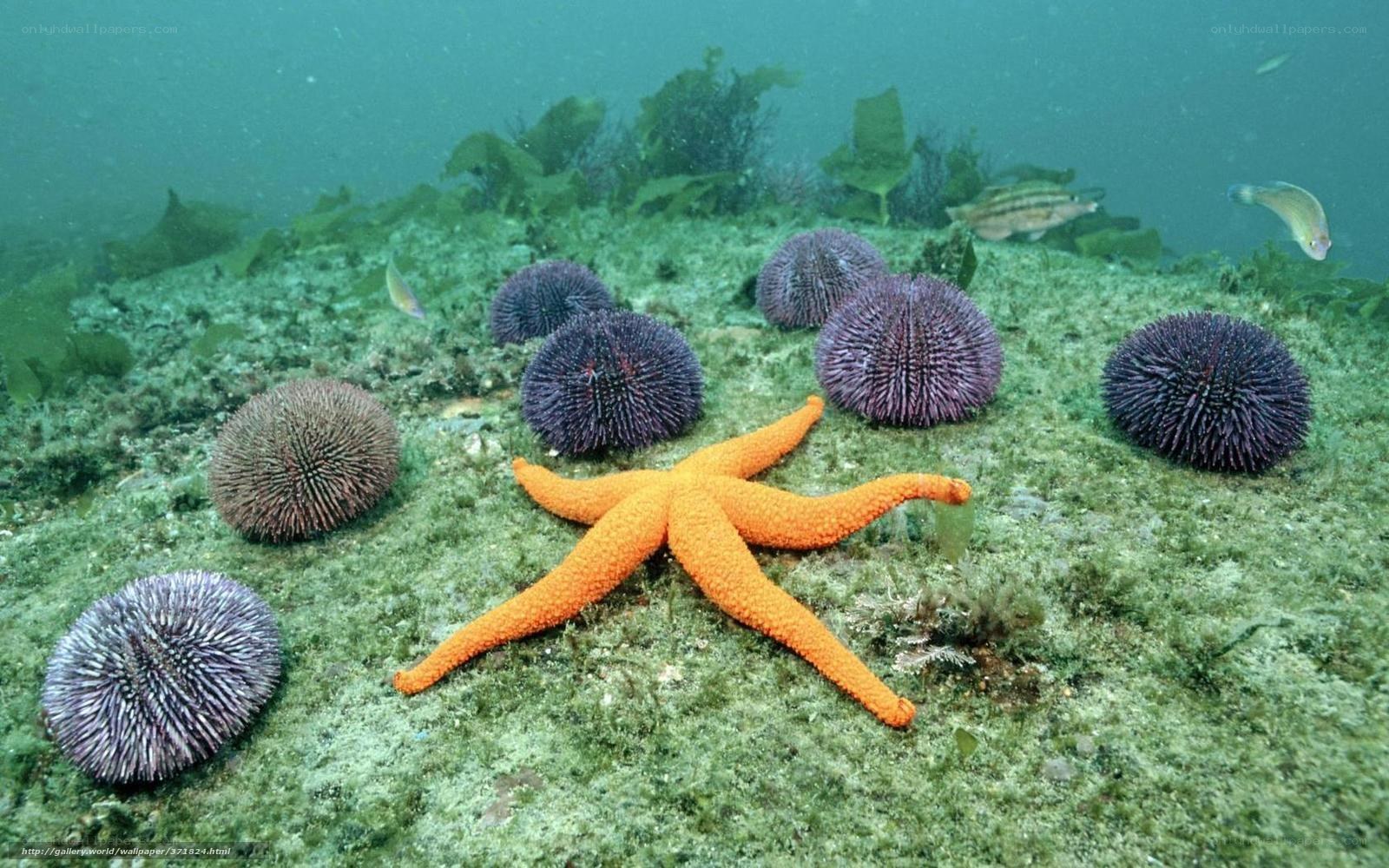 Starfish and sea urchins underwater
