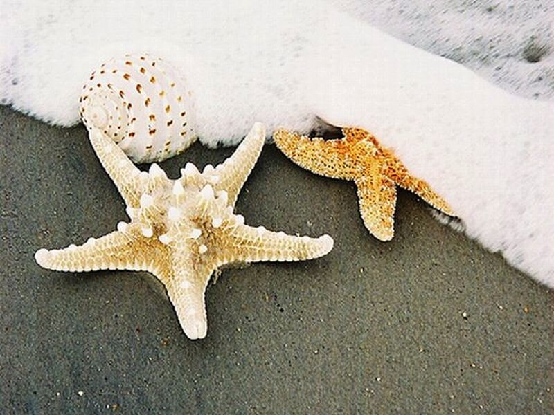 Starfish and Seashell — Beige