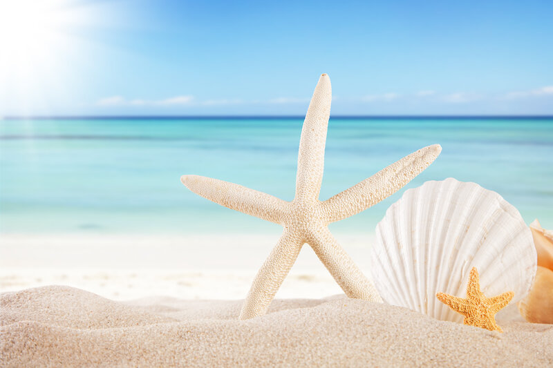 Starfish and Seashell — Blue, Serene, Afternoon, Photograph