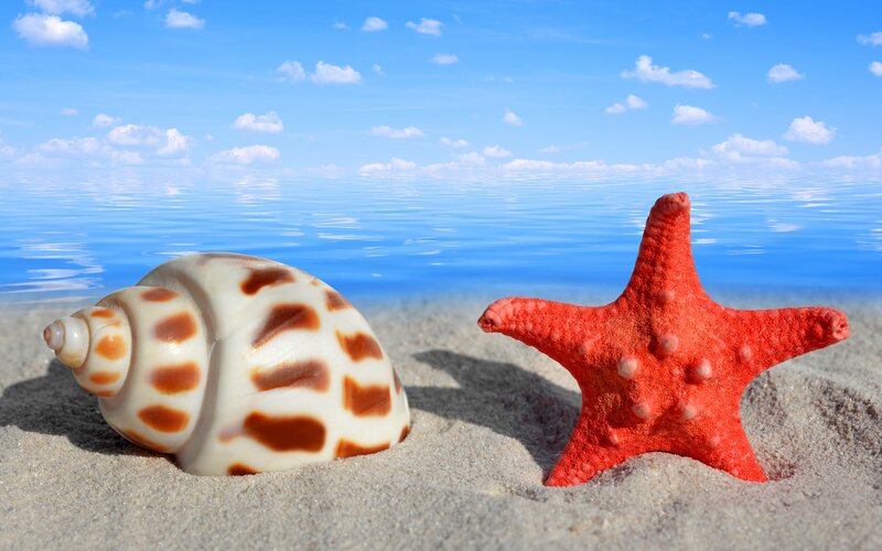 Starfish and Seashell — Blue, Serene, Afternoon