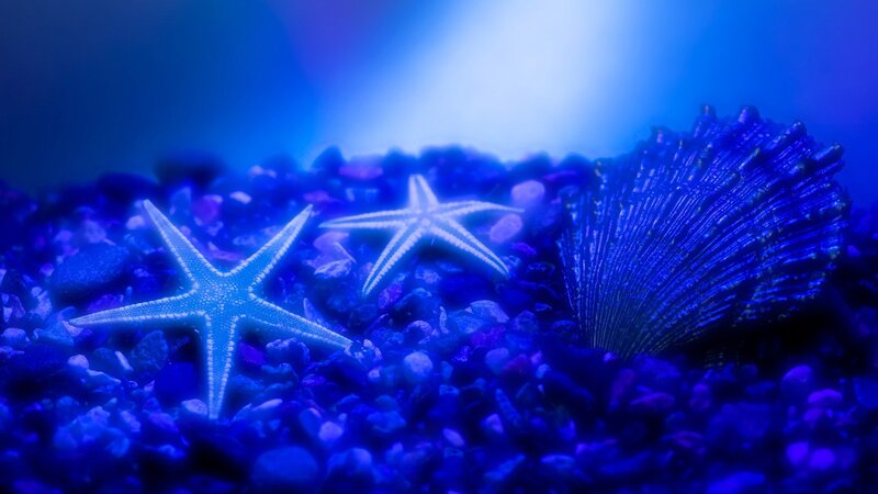 Starfish and Seashell — Blue, Serene, Photograph, Pebbles