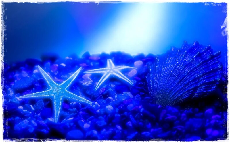 Starfish and Seashell — Blue, Serene, Photograph
