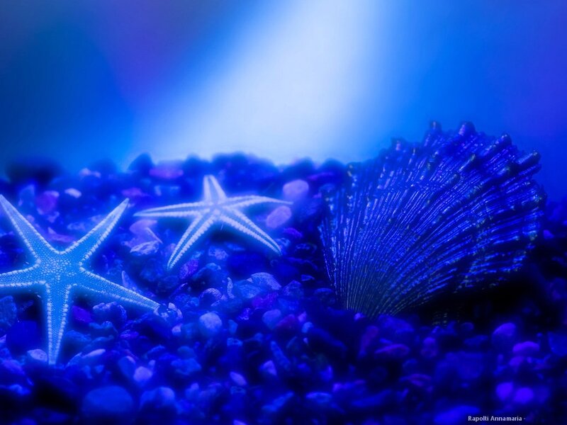 Starfish and Seashell — Blue, Serene
