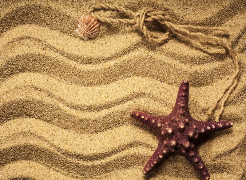 Starfish and Seashell — Brown