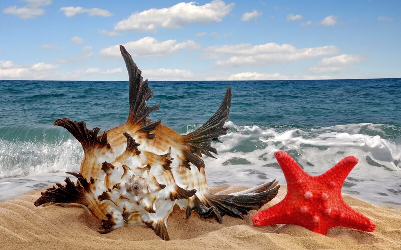 Starfish and Seashell — Red