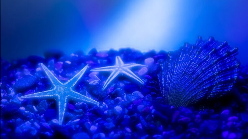 Starfish and Seashell