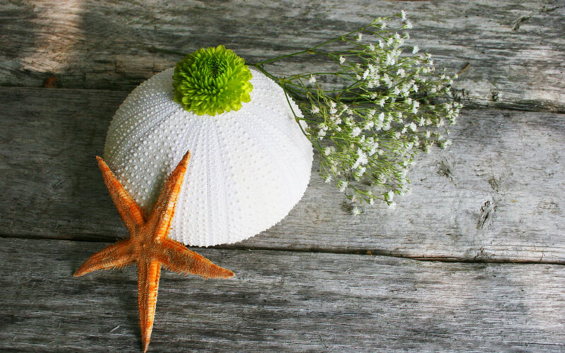 Starfish and Seashell — White