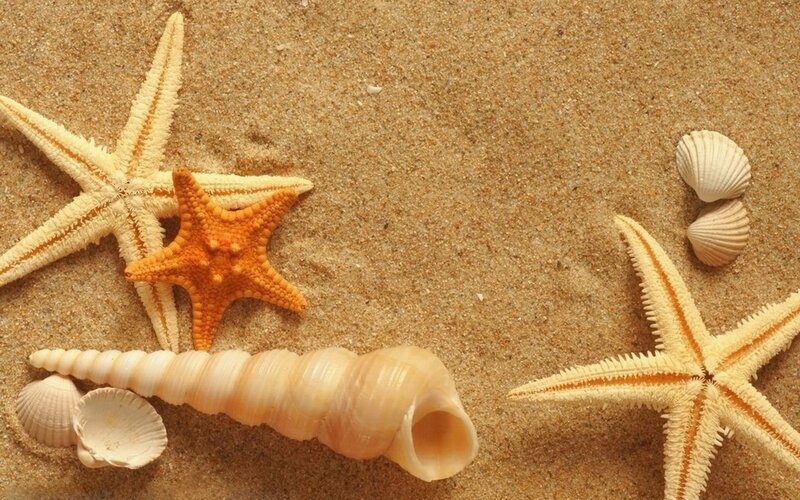 Starfish and Seashells — Beige, Calm, Photograph, Sand