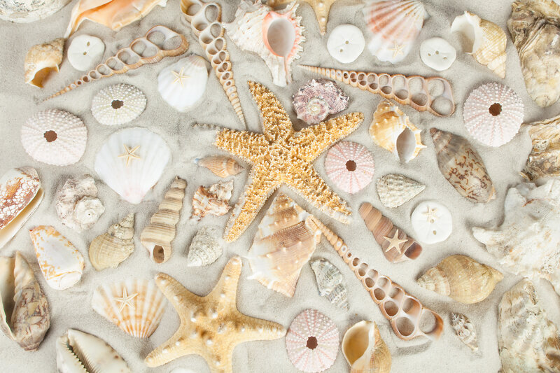 Starfish and Seashells — Beige, Calm, Photograph