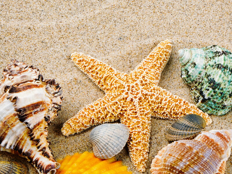 Starfish and Seashells — Beige, Calm, Summer