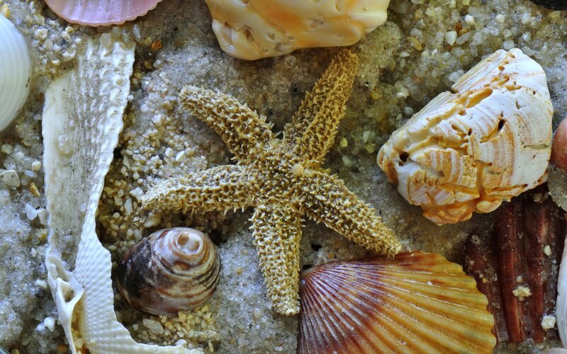 Starfish and Seashells — Beige, Natural