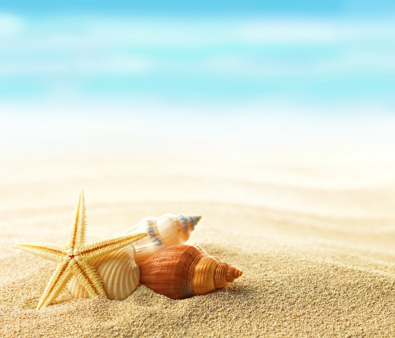 Starfish and Seashells — Beige, Serene, Afternoon, Photograph, Sand, Sea