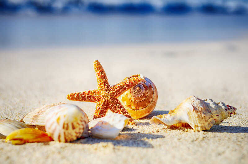 Starfish and Seashells — Beige, Serene, Afternoon, Photograph