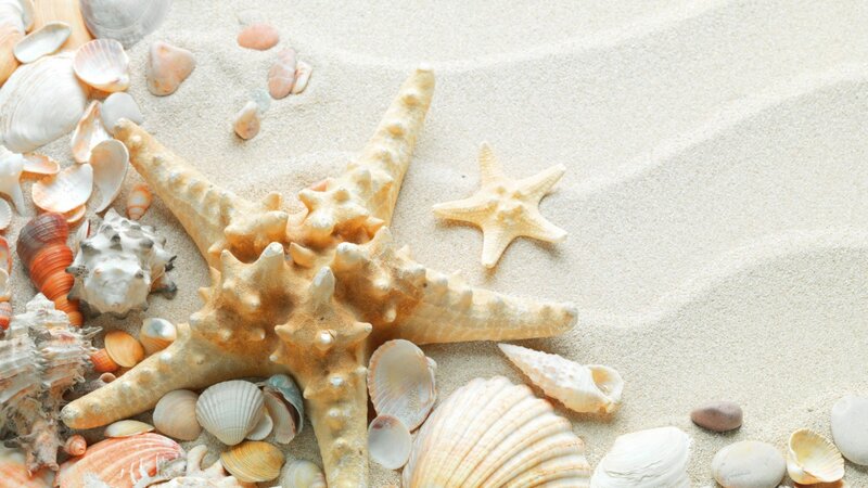 Starfish and Seashells — Beige, Serene, Photograph, Sand, Pebbles