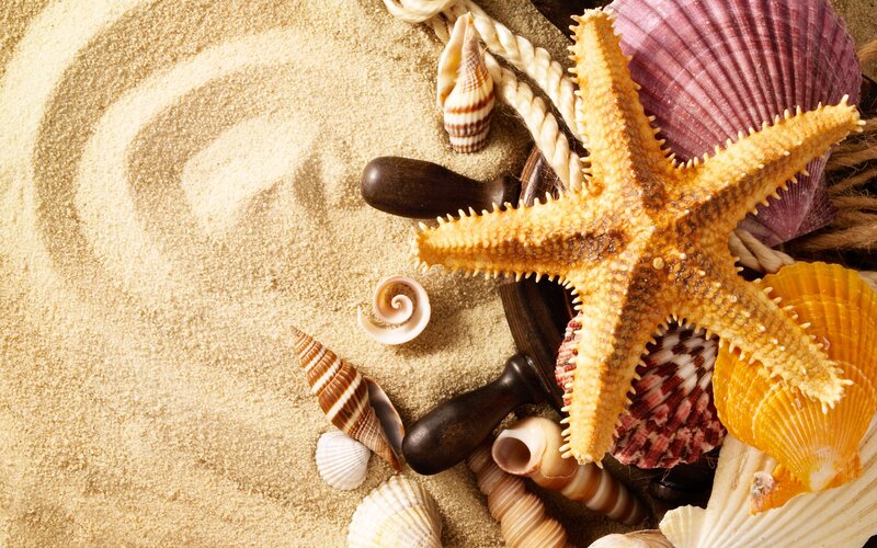 Starfish and Seashells — Beige, Serene, Photograph, Sand, Rope