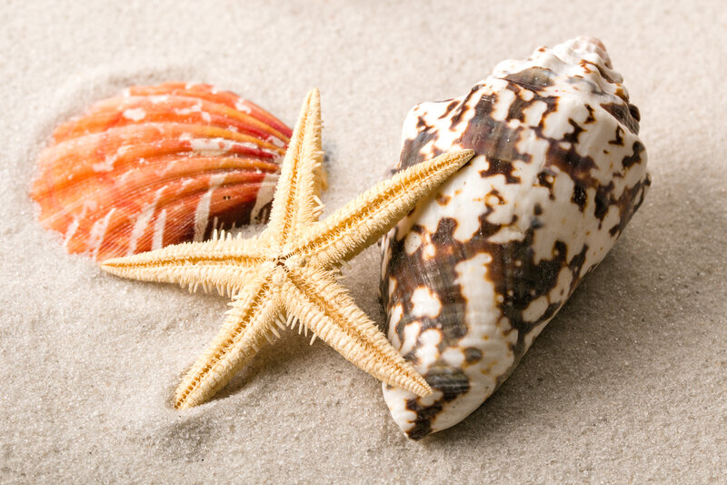 Starfish and Seashells — Beige, Serene, Photograph, Sand, Seashell