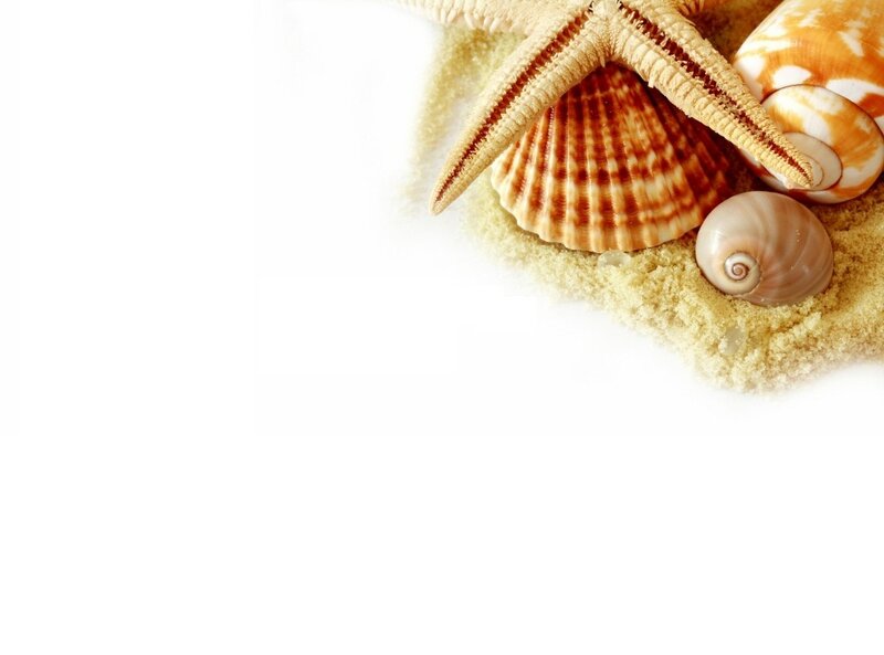 Starfish and Seashells — Beige, Serene, Photograph, Sand