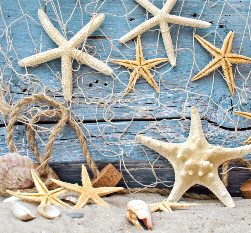 Starfish and Seashells — Blue, Calm, Photograph, Net