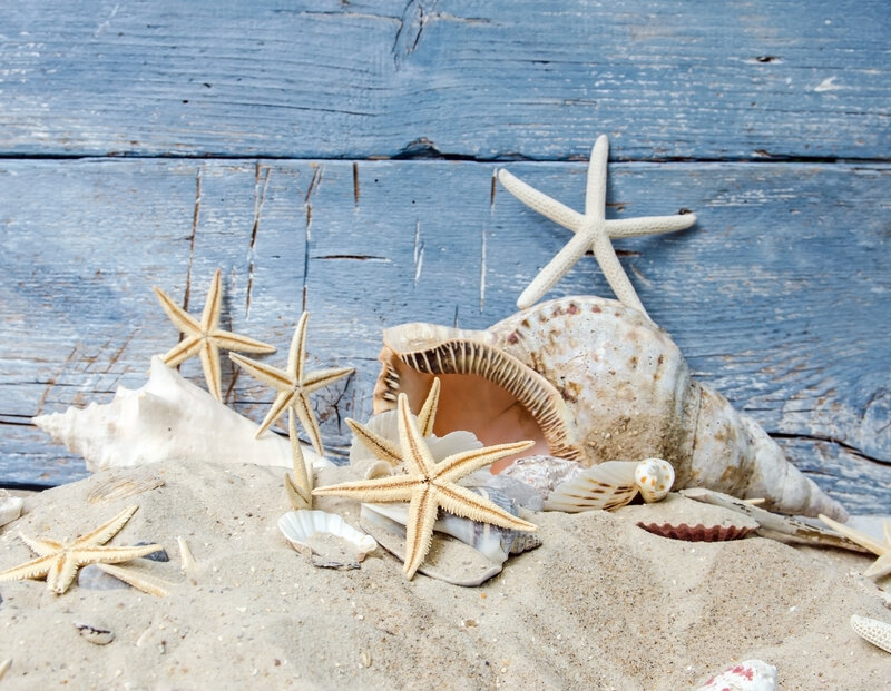 Starfish and Seashells — Blue, Calm, Photograph, Sand