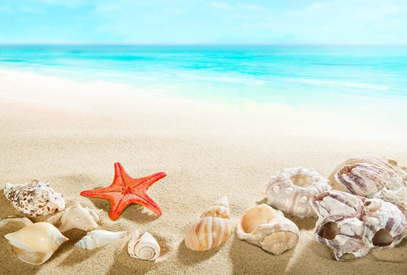 Starfish and Seashells — Blue, Serene, Afternoon, Photograph, Sand, Ocean