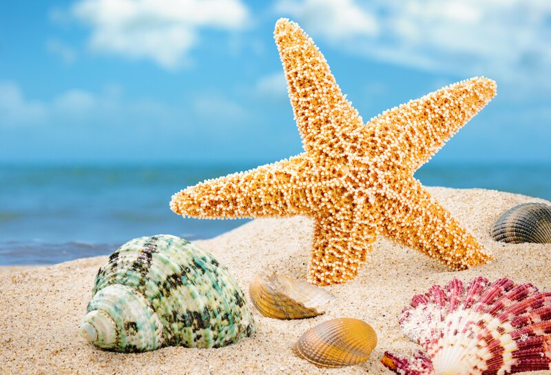 Starfish and Seashells — Blue, Serene, Afternoon, Photograph
