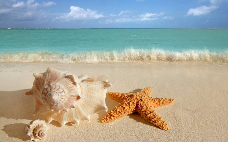 Starfish and Seashells — Blue, Serene, Afternoon