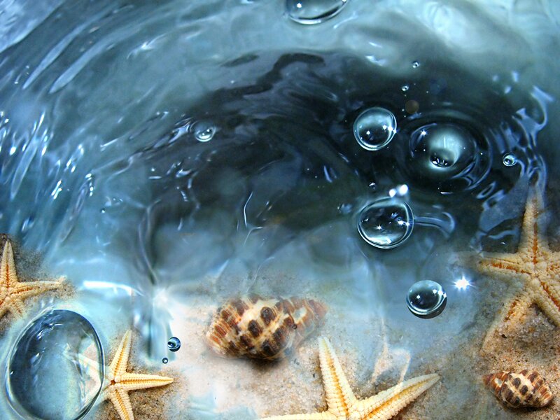Starfish and Seashells — Blue, Serene, Photograph