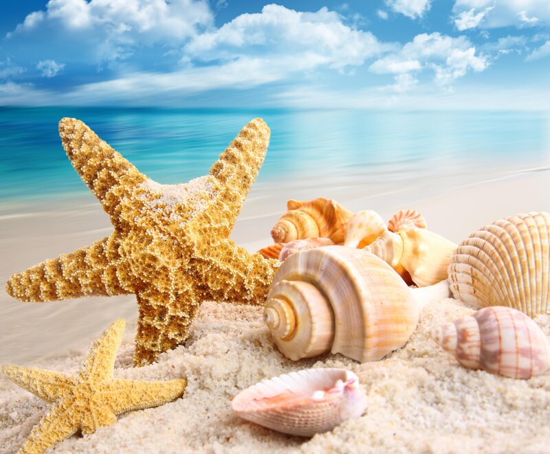 Starfish and Seashells — Blue
