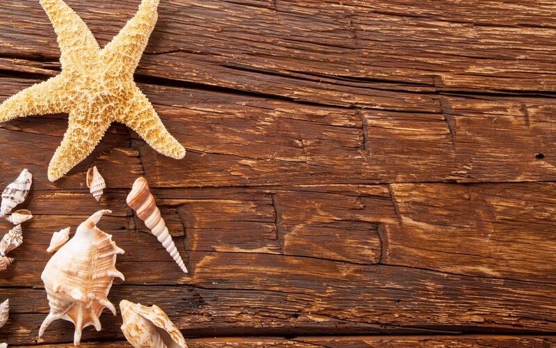 Starfish and Seashells — Brown, Calm, Photograph