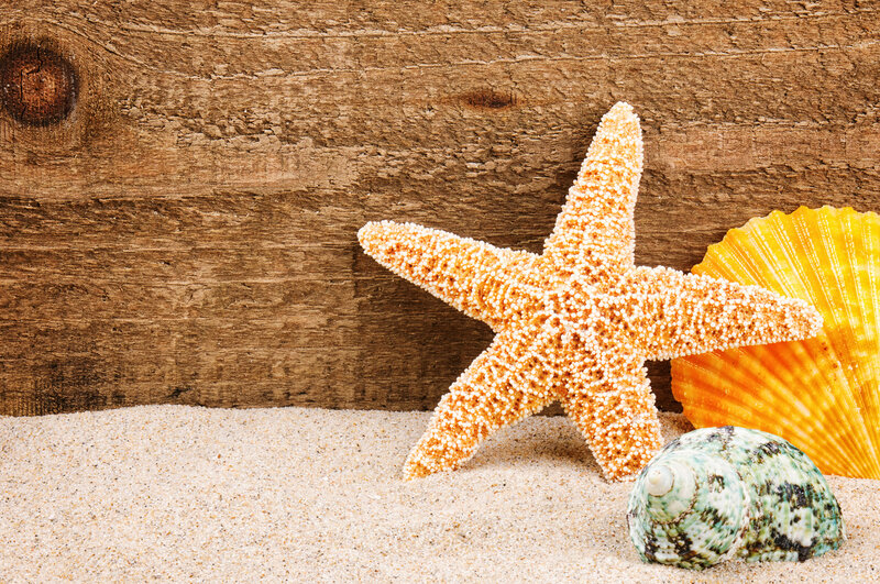 Starfish and Seashells — Brown, Calm
