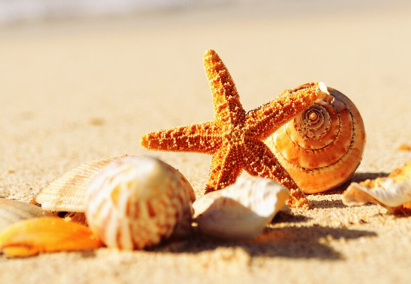 Starfish and Seashells — Brown, Serene