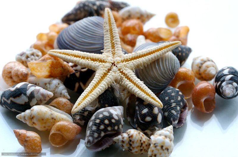starfish and seashells collection