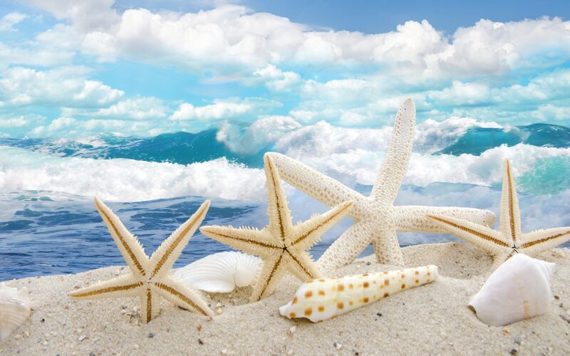 Starfish and Seashells on Beach — Blue, Serene