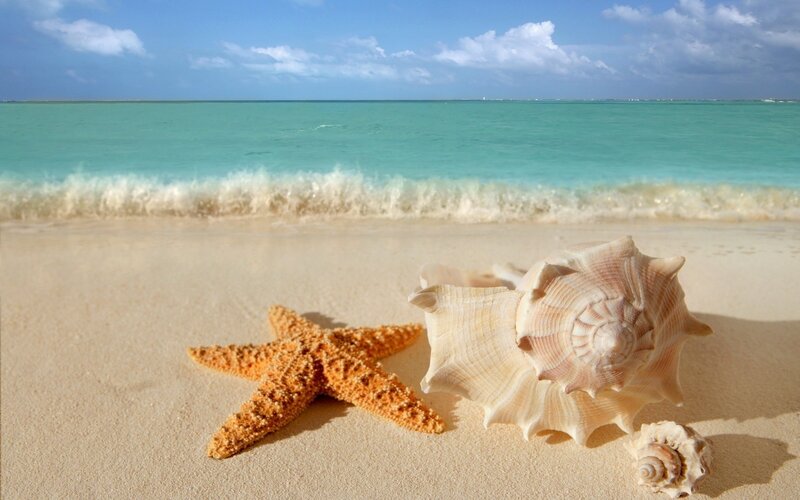 Starfish and seashells on beach
