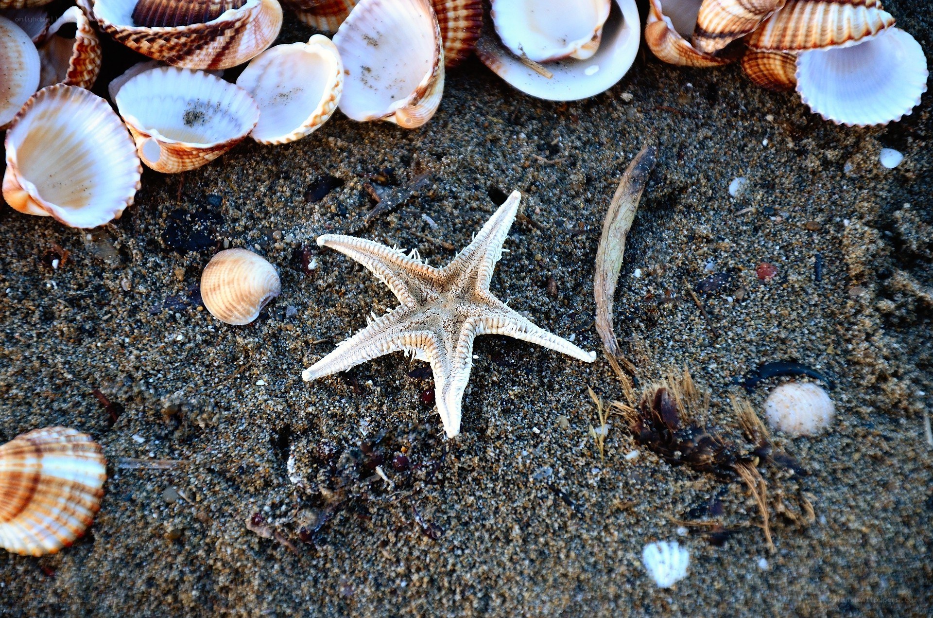 starfish and seashells on sand