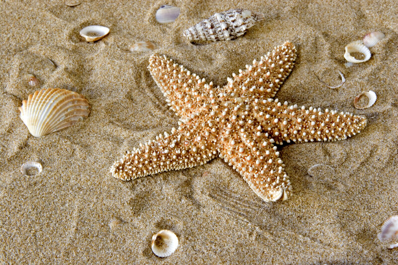 starfish and seashells on sand